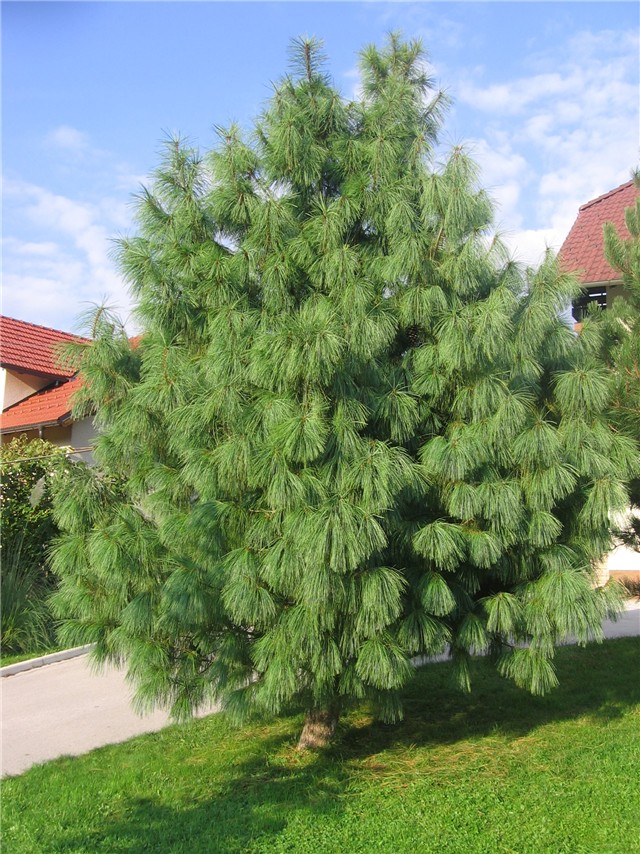 Pinus Wallichiana - Himalajski bor